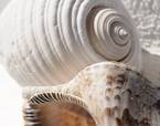 Sea-shells